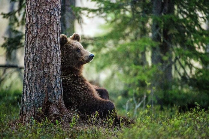 Bear Essentials: Wildlife Wanders Into Store, Goes Viral