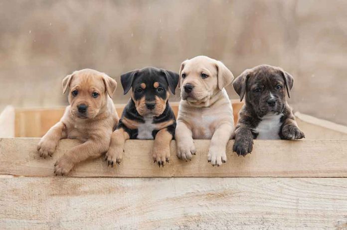 OK Convenience Store Gets Unexpected Christmas Present — Of Puppies!