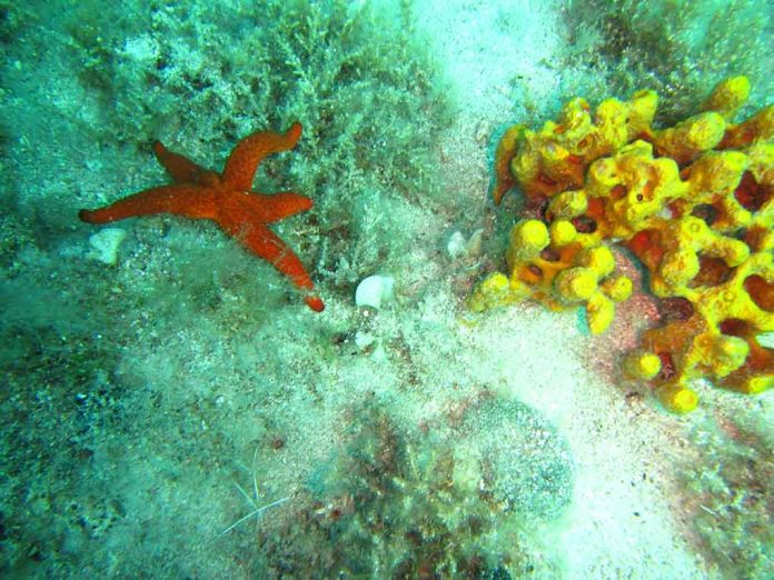 Real Life SpongeBob and Patrick Under the Waves!