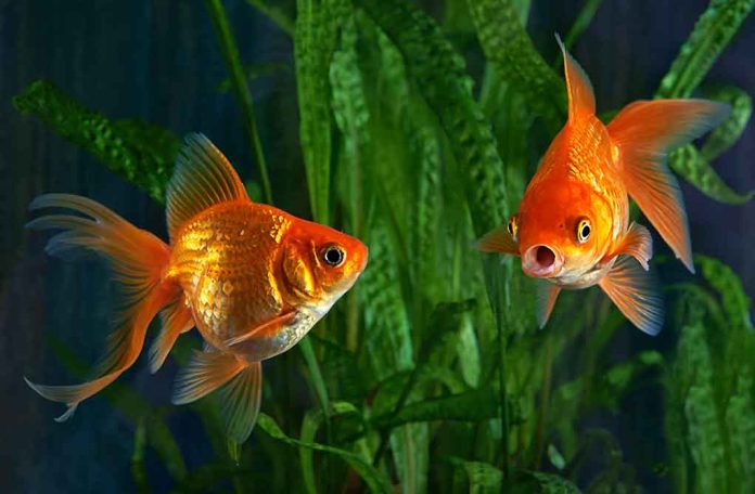 Trained Goldfish Can Drive, Thanks to Israeli Scientists