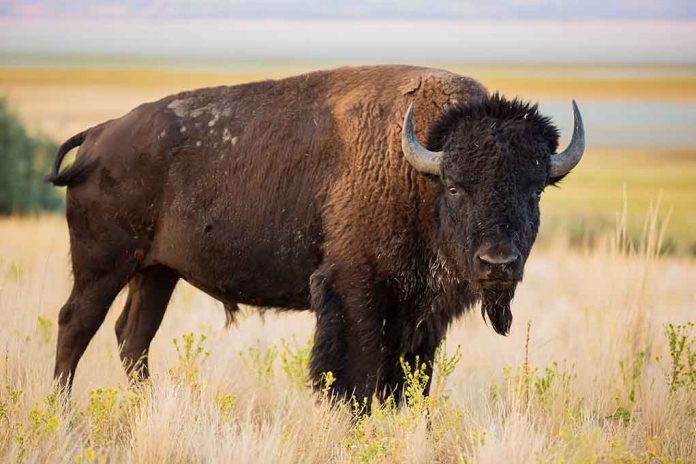 Pennsylvania Woman Gored in Bison Attack in Yellowstone