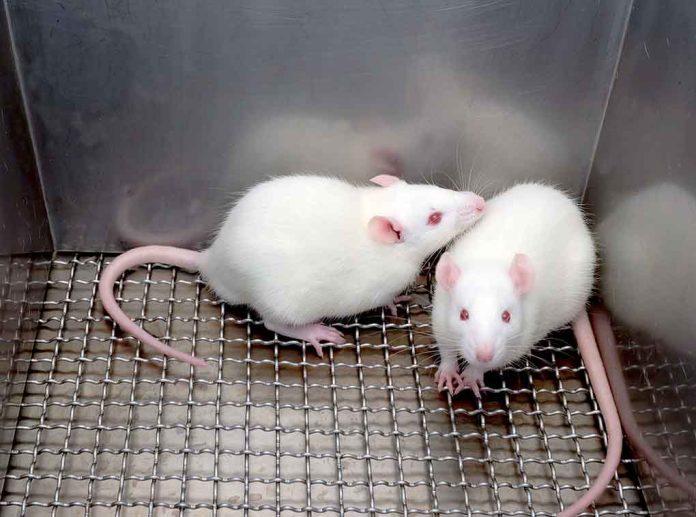 Human Brain Tissue Transplanted Into Rats Affects Their Behavior