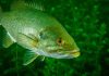 Toxic Catch: US Freshwater Fish Contaminated with Forever Chemicals