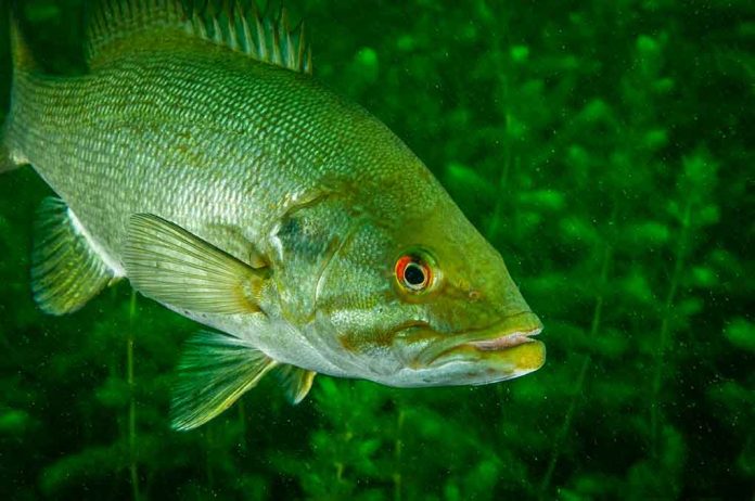 Toxic Catch: US Freshwater Fish Contaminated with Forever Chemicals