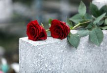 Red roses on a gray stone surface.