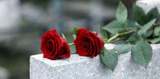 Red roses on a gray stone surface.