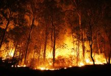 Forest engulfed in intense wildfire during nighttime