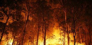 Forest engulfed in intense wildfire during nighttime