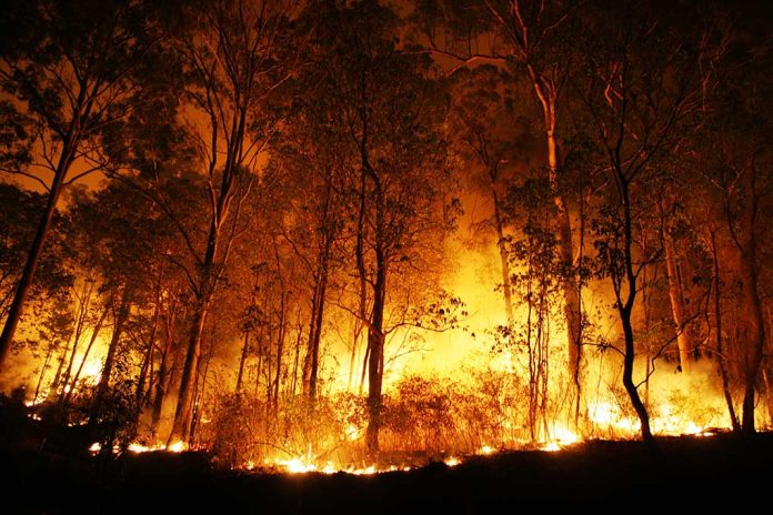 48032821 featured image Forest engulfed in intense wildfire during nighttime