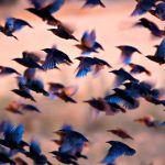 Many birds flying together at dusk