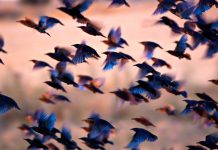 Many birds flying together at dusk