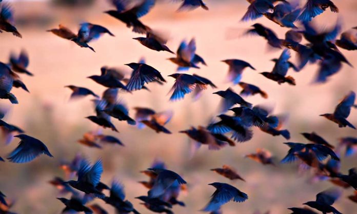 614886038 featured image Many birds flying together at dusk