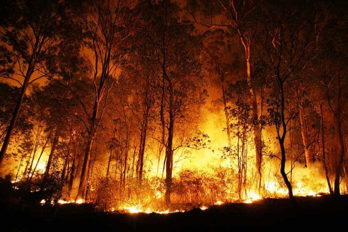 48032821 Forest engulfed in intense wildfire during nighttime