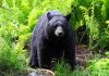 Bear Standoff: Giant Invader Refuses to Budge A black bear standing in a lush green forest surrounded by ferns