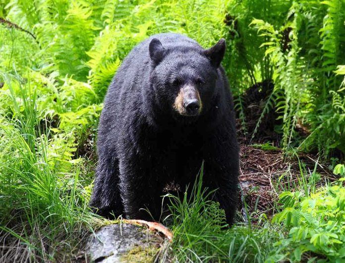 shutterstock_92480956.jpg A black bear standing in a lush green forest surrounded by ferns