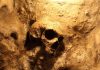 Museums Hide Thousands of Human Skulls A skull embedded in a rocky surface, illuminated with warm lighting