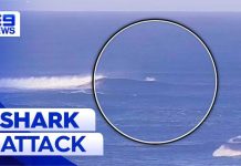 Great White STRIKES — Surfer Launched Airborne Surfer bitten by great white shark in Perth | 9 News Australia