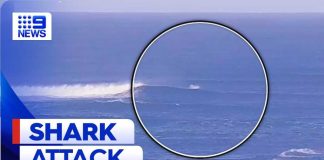 Surfer bitten by great white shark in Perth | 9 News Australia
