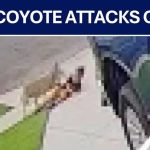 Coyote DRAGS Boy From Driveway