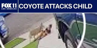 Coyote DRAGS Boy From Driveway