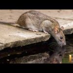 City Hall Shrugs, Infestations Explode Mutant sewer rats spreading through major US cities