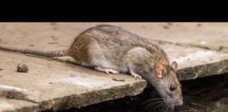 Mutant sewer rats spreading through major US cities