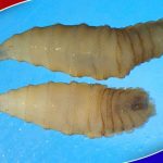 The Parasite America Killed in the 1960s Just Came Back New World screw worm detected in Texas for the first time ever