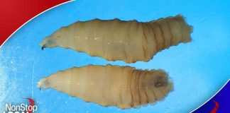 New World screw worm detected in Texas for the first time ever