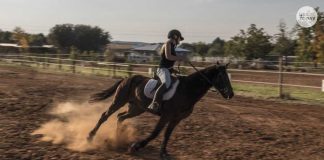 Teenage girl charged in stabbing of horses at Las Vegas barrel racing event