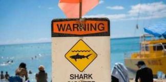 The Real Hazards Facing UK Beaches Shark warning sign on a busy beach