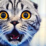 This Team’s Newest Member Finally Took The Field cat with wide amber eyes and open mouth