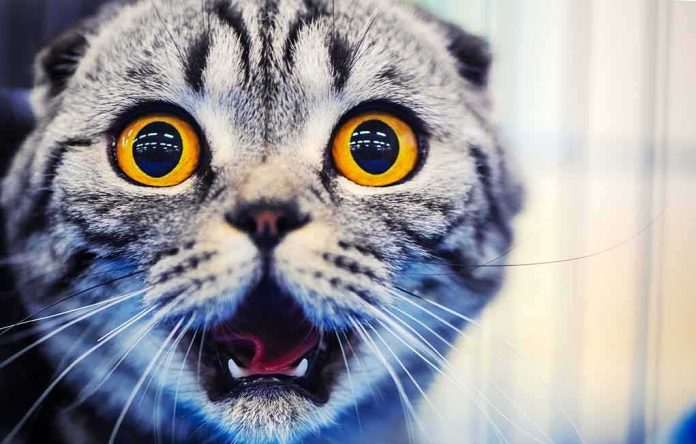 shutterstock_1031134864-1 cat with wide amber eyes and open mouth