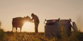 Milk cans in a field at sunset with a farmer and cow in the background