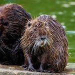 Rabid Beaver Chaos Shuts Popular Lake Two wet nutria sitting on a concrete edge by green water