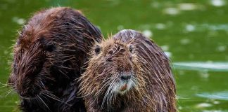 Rabid Beaver Chaos Shuts Popular Lake Two wet nutria sitting on a concrete edge by green water