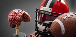Brain model beside football helmet and ball