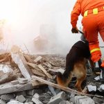 Thousands Missing—System Collapsed rescue worker with dog searching rubble