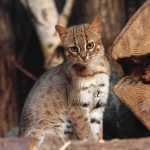 Century-Long Wait Ends With This Cat small spotted wildcat standing among tree logs