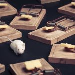 City Hall Shrugs, Infestations Explode A white mouse navigating among several wooden traps with cheese bait