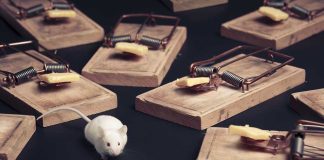 A white mouse navigating among several wooden traps with cheese bait
