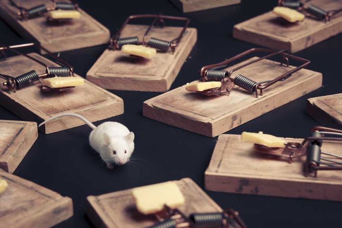 shutterstock_97810154 A white mouse navigating among several wooden traps with cheese bait