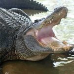 Alligator with mouth open in shallow water