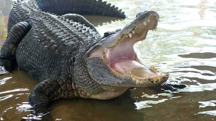 shutterstock_1424895011 Alligator with mouth open in shallow water