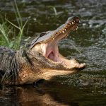 American alligator with open mouth at water’s edge