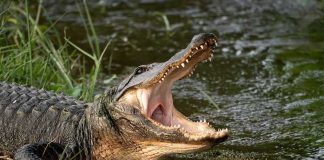 Near-12-Foot Gator Stops Recovery Cold American alligator with open mouth at water’s edge
