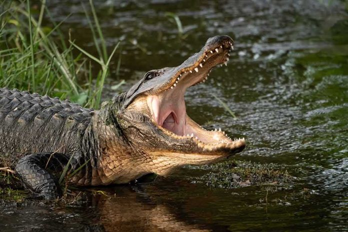 shutterstock_1958139145 American alligator with open mouth at water’s edge