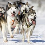 Snowfield Drama: AirTag Pings, Wild Odds A team of huskies running energetically through the snow