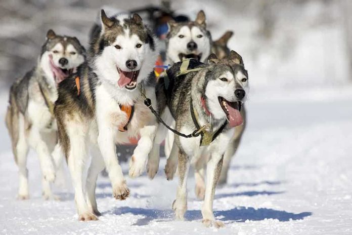 shutterstock_25197193 A team of huskies running energetically through the snow