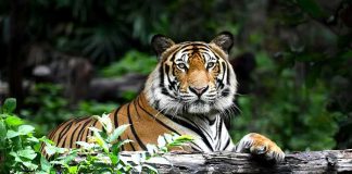 Zoo Visitors Evacuated After Deadly Tiger Attack Tiger resting on a log in lush forest