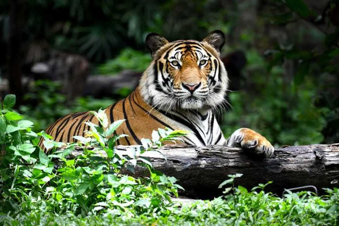 shutterstock_268586531 Tiger resting on a log in lush forest